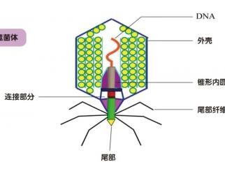 让病毒为人类“打工”