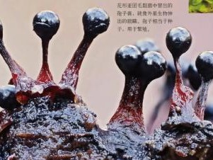 无脑生物如何解开宇宙谜团？