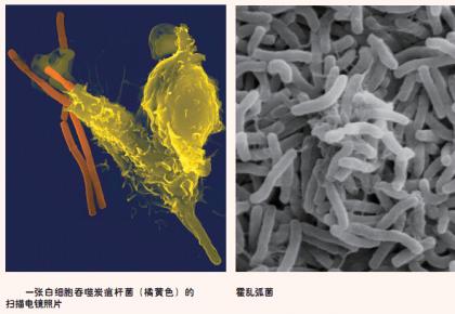 喝细菌的科学家