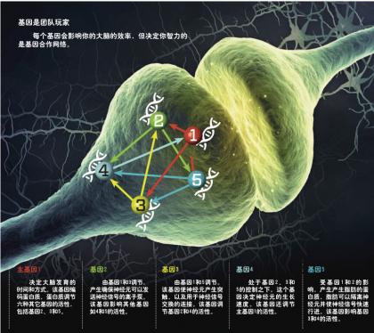 谁决定了我们的智力？