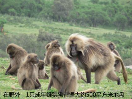 血战“花果山”人类大反思