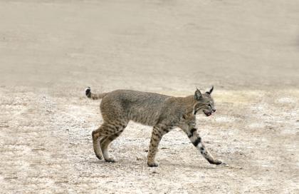 战斗力爆表的野生猫