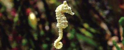 ID_DwarfSeahorse_1200x490.jpg